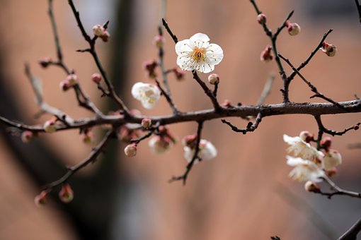 plum-blossoms-7129214__340.jpg