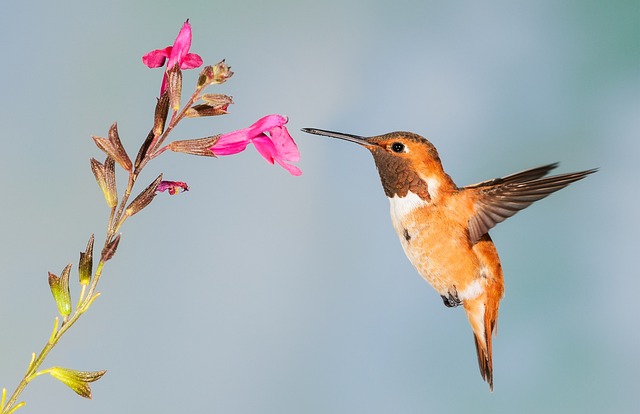 hummingbird-5255827_640.jpg